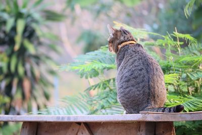 Rear view of cat sitting on plant