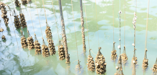 Close-up of fresh plants in lake against sky