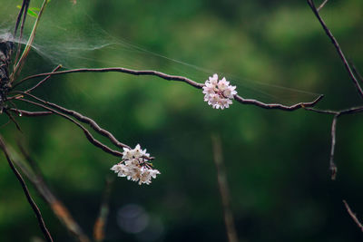 Close-up of flowering plant