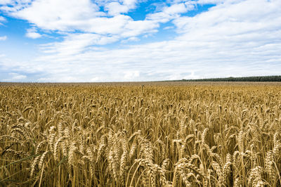 Scenic view of wheat field against sky