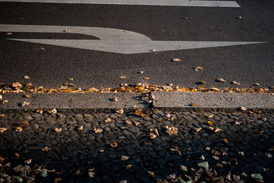 Road marking on street during autumn