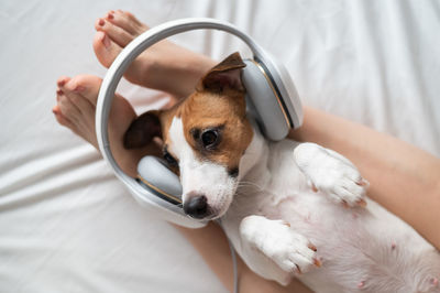 High angle view of dog listening music on woman leg