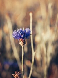 Close-up of purple flowering plant