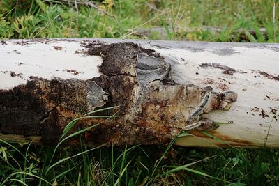 Close-up of old tree trunk on field