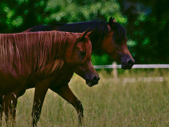 Horse in the field