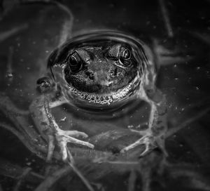 High angle view of frog swimming in lake