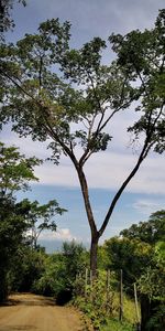 Trees on landscape against sky