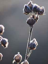 Close-up of frozen wilted plant