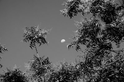 Low angle view of plants against clear sky