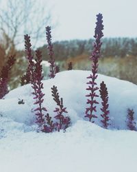 Close-up of snow covered plants against sky