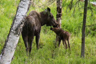 Horses in forest