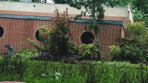 Plants growing on field by building