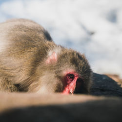 Close-up of a monkey