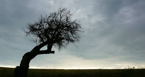 Low angle view of bare tree on field against cloudy sky
