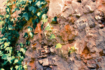 Close-up of ivy plant on stone wall