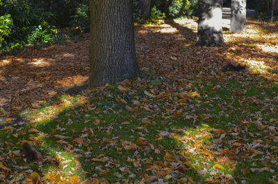 Trees in forest