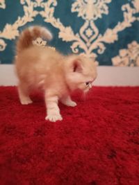 View of kitten on rug