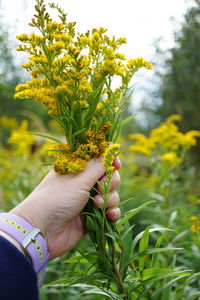 Cropped hand of woman holding plant