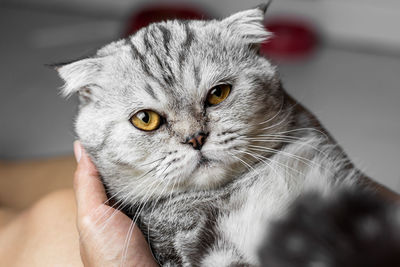 Close-up of hand holding cat