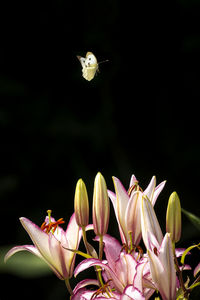 Butterfly flying over pink flowers