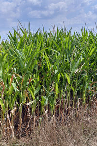 Crops growing on field against sky