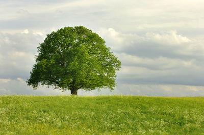 Single linden tree in meadow at spring
