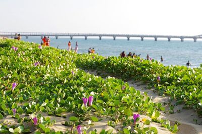 Scenic view of sea against clear sky