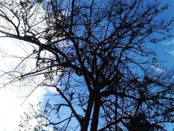 Low angle view of bare tree against sky