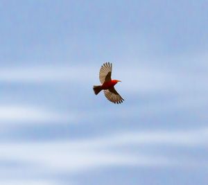 Low angle view of eagle flying against clear sky