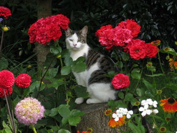 Cat on flowers