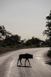 Side view of a horse on the road