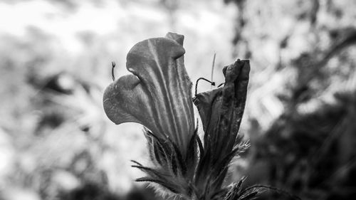 Close-up of wilted flower plant