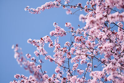 Low angle view of cherry blossoms against sky