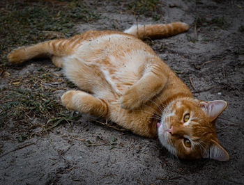 High angle view of a cat lying on land