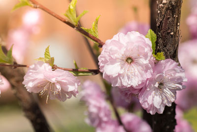Close-up of pink flowers