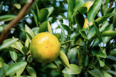 Close-up of apples on tree