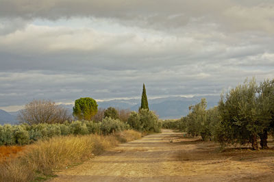 Footpath amidst trees on field against sky