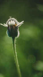 Close-up of white flowering plant