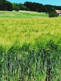 Scenic view of agricultural field