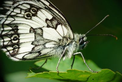 Close-up of butterfly perching on leaf