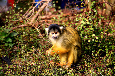 Monkey sitting in a forest