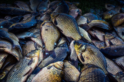 Full frame shot of fish for sale in market