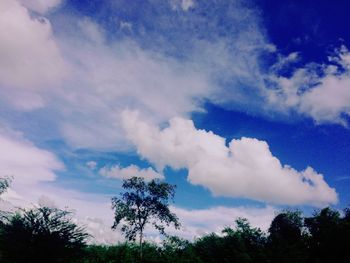 Low angle view of trees against blue sky