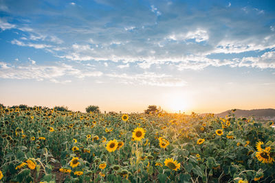 Scenic view of sunflower field against sky during sunset