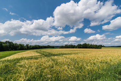 Scenic view of agricultural field against sky