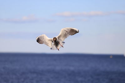 Seagull flying over sea against sky