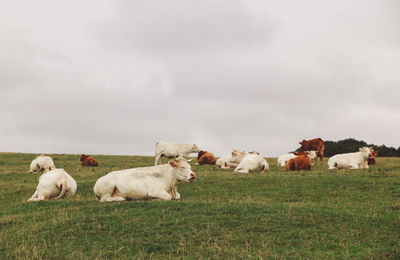 Cows grazing on field against sky