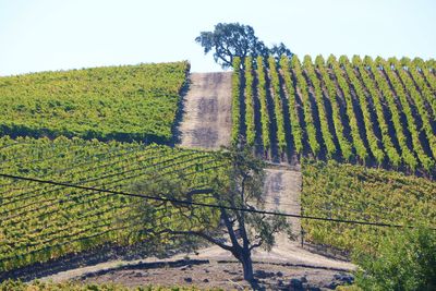 Scenic view of vineyard against sky