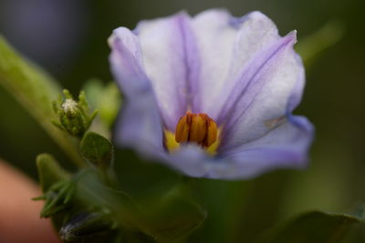 Close-up of purple flowering plant