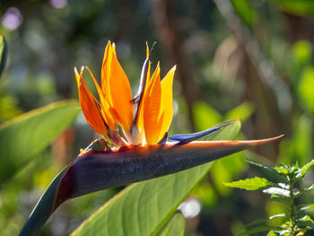 Close-up of orange flowering plant